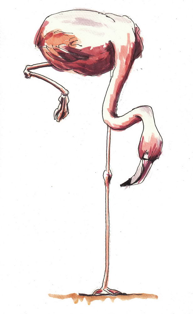 Flamand rose au Muséum d’histoire naturelle